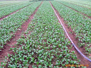 湛江市伯伦高新科技新鲜蔬菜产品列表与零售指南