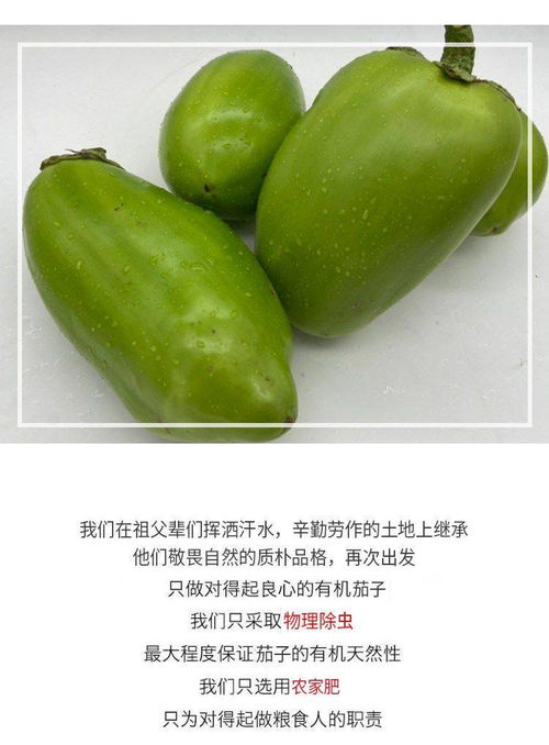绿意满农家 青茄子的新鲜之旅
