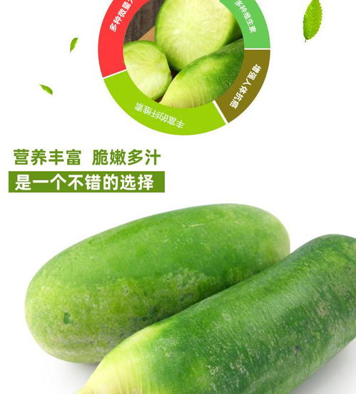 绿意盎然·至纯原味 | 商丘沙窝青萝卜·水果型生鲜蔬菜5斤装体验