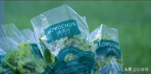 40天产一茬菜，全年产出190万斤！探秘这个了不得的蔬菜工厂